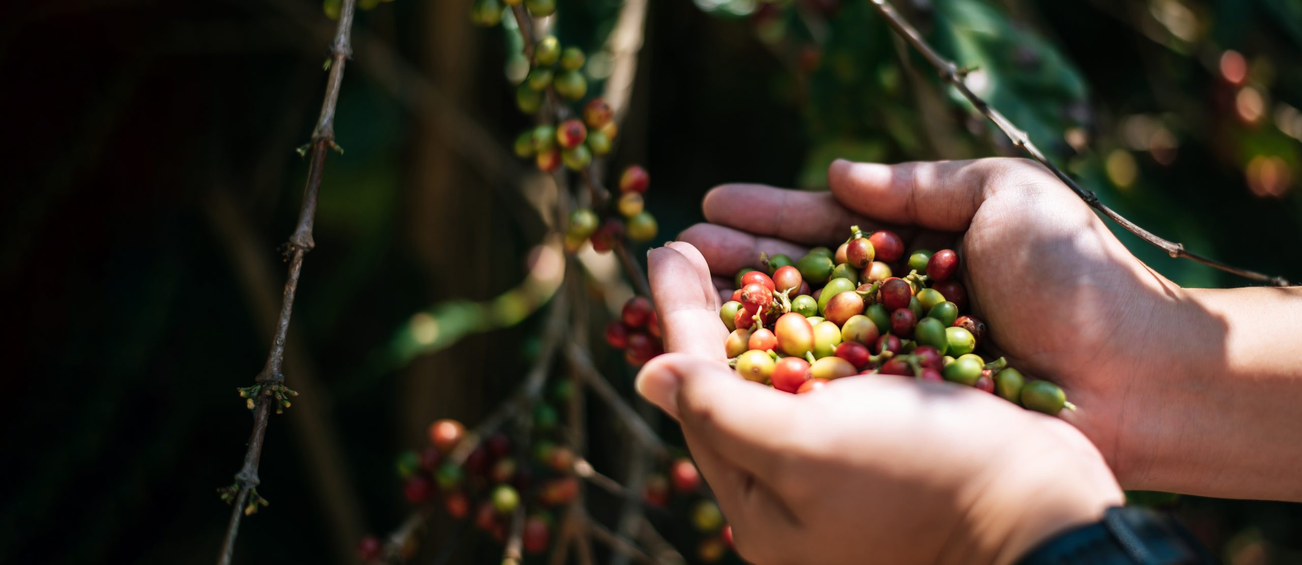 Café: NY monitora chuvas no Brasil e tem baixas técnicas; Londres avança com problemas na Ásia