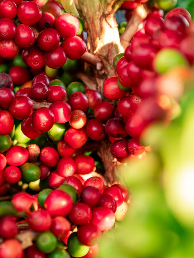 Produção dos Cafés do Brasil ocupa área de 1,9 milhão de hectares em 2024