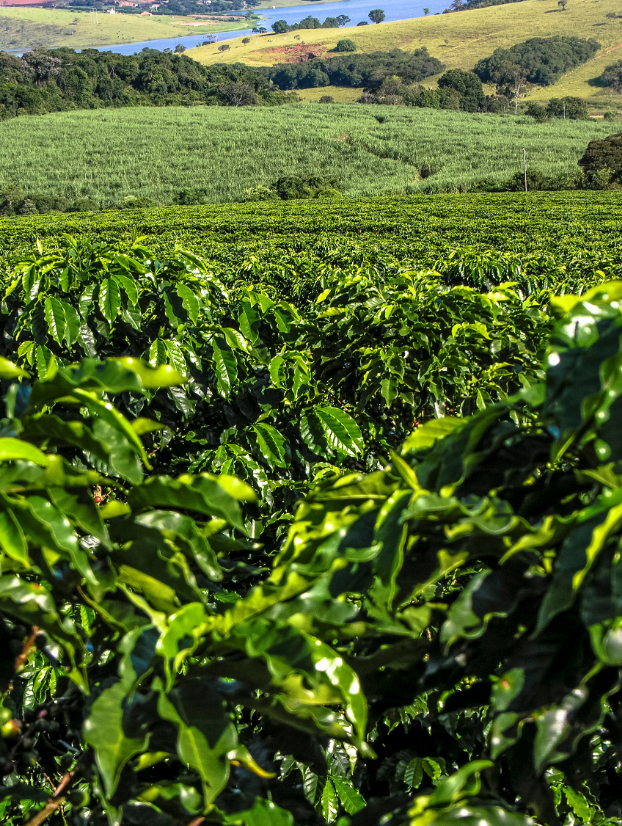 Fase de granação do café influencia no rendimento da lavoura cafeeira